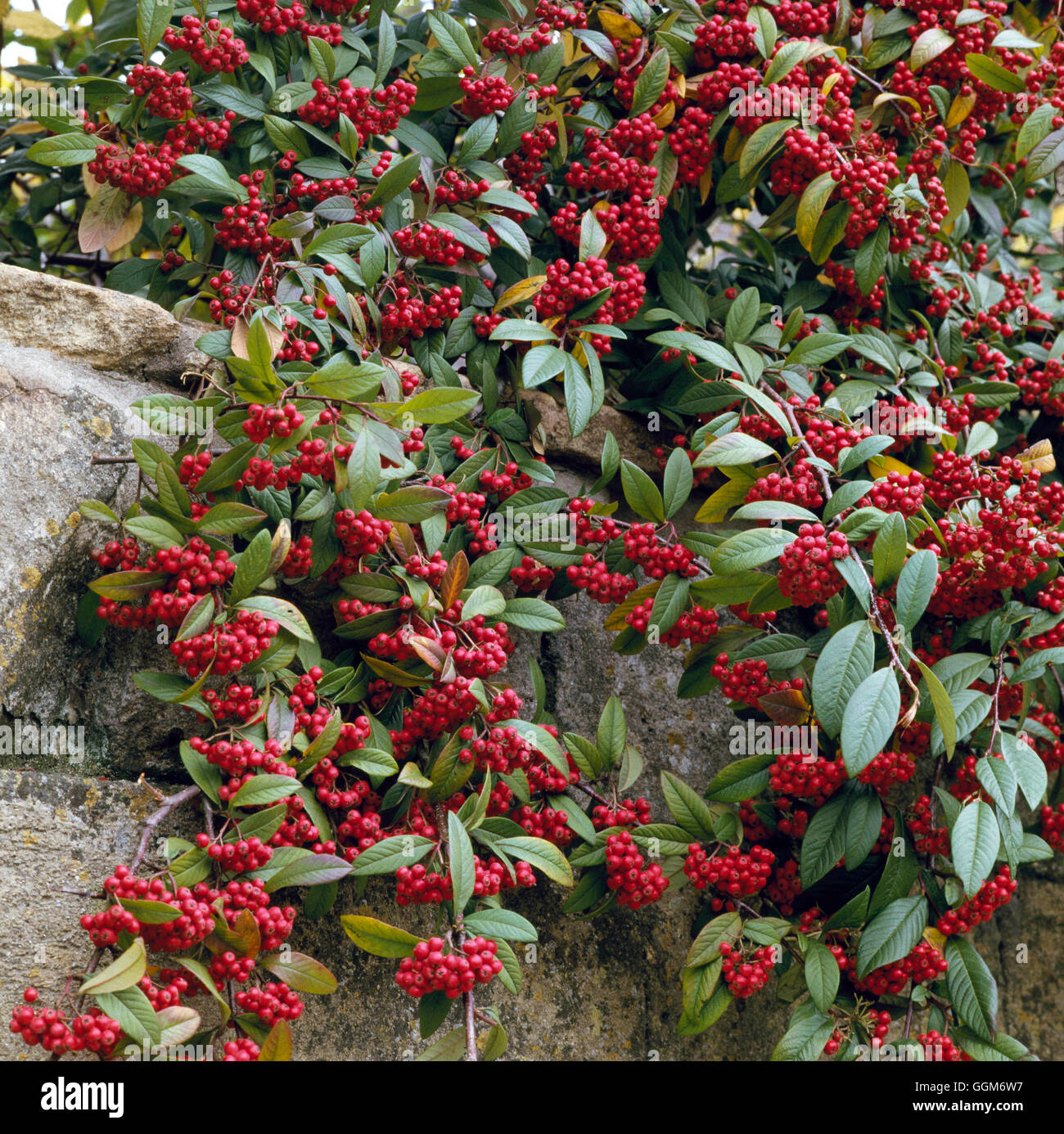 Cotoneaster frigidus - `Cornubia'   TRS009715 Stock Photo